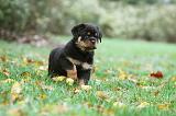 ROTTWEILER 348